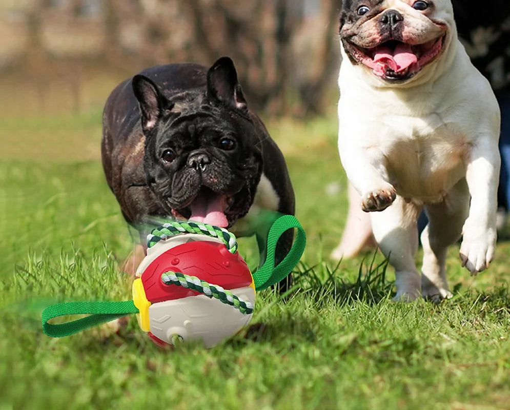Interaktives Hundespielzeug