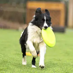 Hundefrisbee