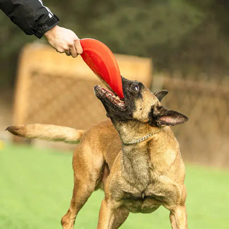 Hundefrisbee