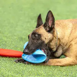 Hundefrisbee